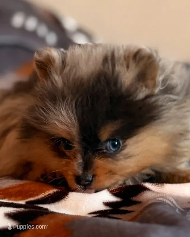Leo – Pomeranian puppy for sale in Fayetteville, AR