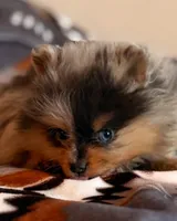 Leo, a male Pomeranian for sale in Fayetteville, AR – 1 of 6