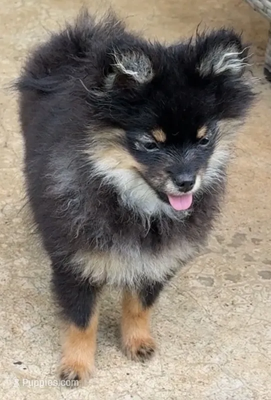 Myla – Pomeranian puppy for sale in Fayetteville, AR