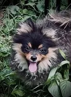 Stacey, a female Pomeranian for sale in Fayetteville, AR – 3 of 3