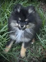Skippy, a male Pomeranian for sale in Fayetteville, AR – 2 of 8