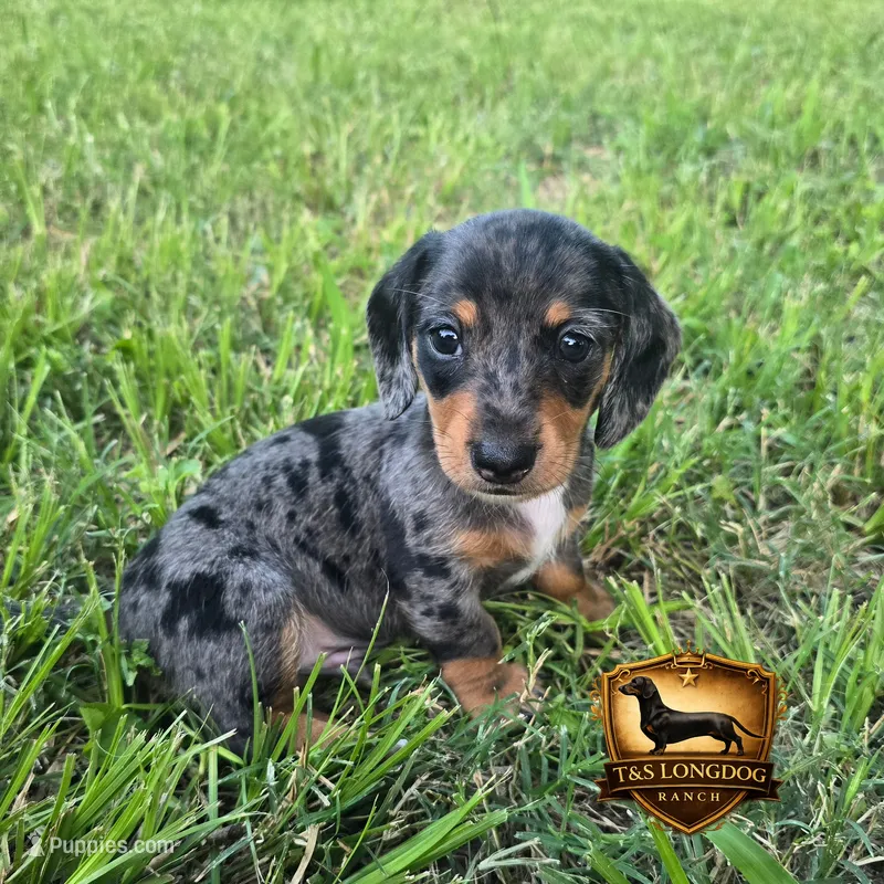 Pretty Boy Blue – Miniature Dachshund puppy for sale in Checotah, OK