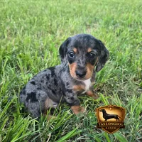 Pretty Boy Blue, a male Miniature Dachshund for sale in Checotah, OK – 1 of 4