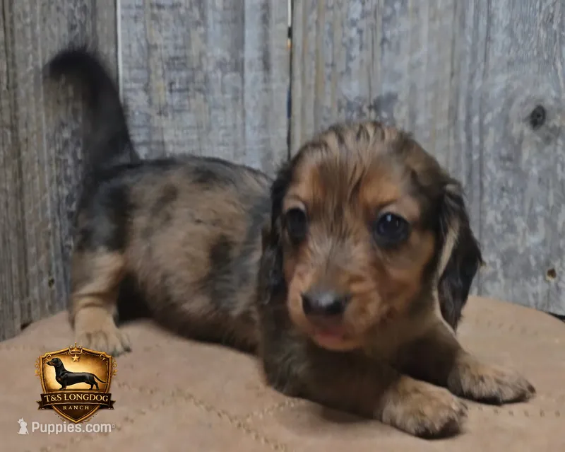 Snickers – Miniature Dachshund puppy for sale in Checotah, OK