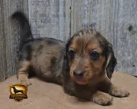 Snickers, a male Miniature Dachshund for sale in Checotah, OK – 1 of 6