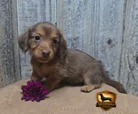 Izzy, a female Miniature Dachshund for sale in Checotah, OK – 5 of 5