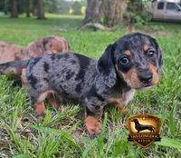 Pretty Boy Blue, a male Miniature Dachshund for sale in Checotah, OK – 3 of 4