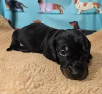 AKC Cricket, a male Miniature Dachshund for sale in Checotah, OK – Photo 5 of 6