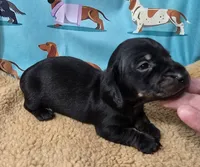 AKC Cricket, a male Miniature Dachshund for sale in Checotah, OK – Photo 1 of 6