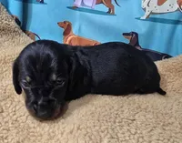 AKC Cricket, a male Miniature Dachshund for sale in Checotah, OK – Photo 6 of 6