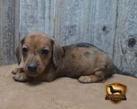 Frank, a male Miniature Dachshund for sale in Checotah, OK – 3 of 5