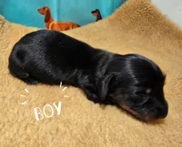 Scooter, a male Miniature Dachshund for sale in Checotah, OK – Photo 4 of 7