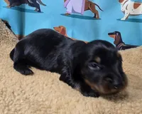 Scooter, a male Miniature Dachshund for sale in Checotah, OK – Photo 1 of 7