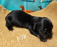 Scooter, a male Miniature Dachshund for sale in Checotah, OK – Photo 5 of 7