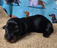 Scooter, a male Miniature Dachshund for sale in Checotah, OK – Photo 7 of 7