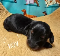 Scooter, a male Miniature Dachshund for sale in Checotah, OK – Photo 3 of 7