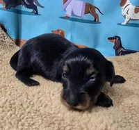 Scooter, a male Miniature Dachshund for sale in Checotah, OK – Photo 2 of 7