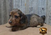 Snickers, a male Miniature Dachshund for sale in Checotah, OK – 5 of 6