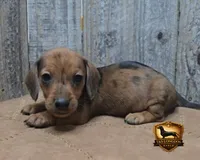 Frank, a male Miniature Dachshund for sale in Checotah, OK – 2 of 5