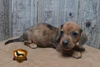 Frank, a male Miniature Dachshund for sale in Checotah, OK – 1 of 5
