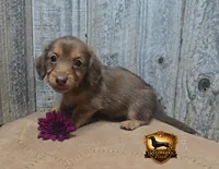 Izzy, a female Miniature Dachshund for sale in Checotah, OK – 1 of 5