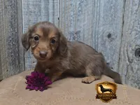 Izzy, a female Miniature Dachshund for sale in Checotah, OK – 2 of 5