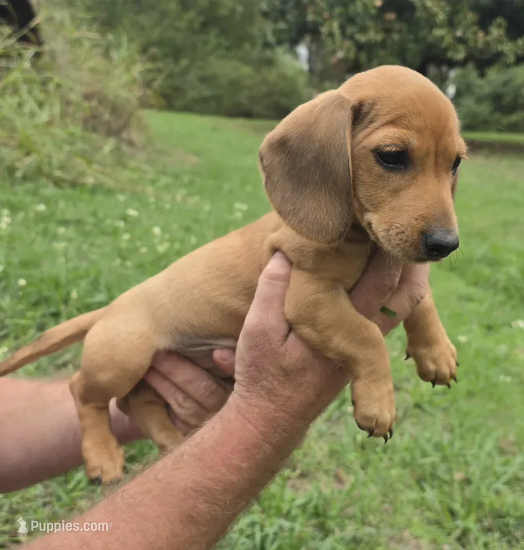 Oscar – Miniature Dachshund puppy for sale in Checotah, OK