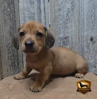 Oscar, a male Miniature Dachshund for sale in Checotah, OK – 2 of 4