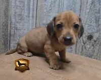 Oscar, a male Miniature Dachshund for sale in Checotah, OK – 4 of 4
