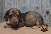 Snickers, a male Miniature Dachshund for sale in Checotah, OK – 4 of 6