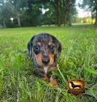 Pretty Boy Blue, a male Miniature Dachshund for sale in Checotah, OK – 4 of 4