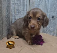 Izzy, a female Miniature Dachshund for sale in Checotah, OK – 4 of 5