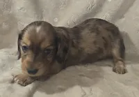Riley, a male Miniature Dachshund for sale in Checotah, OK – Photo 2 of 3