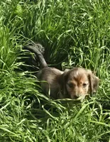 Riley, a male Miniature Dachshund for sale in Checotah, OK – Photo 3 of 3