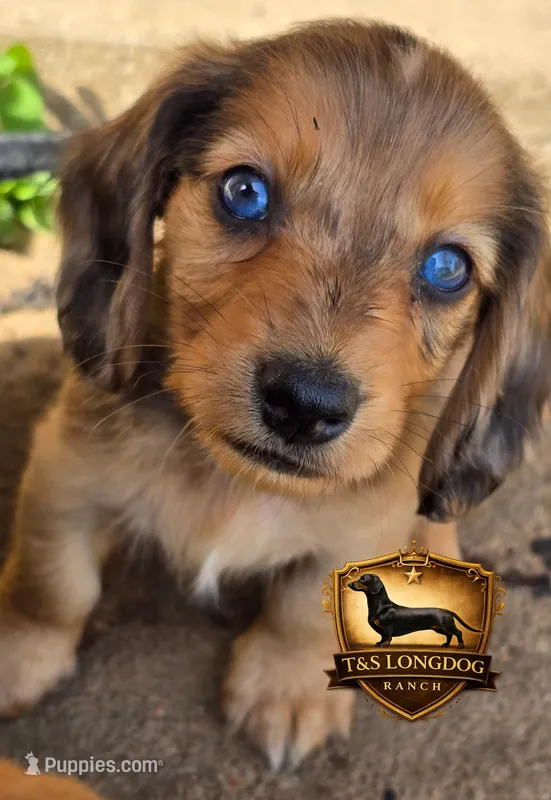 Riley – Miniature Dachshund puppy for sale in Checotah, OK