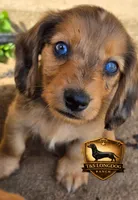 Riley, a male Miniature Dachshund for sale in Checotah, OK – Photo 1 of 3