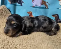 Butterfly, a female Miniature Dachshund for sale in Checotah, OK – Photo 7 of 7
