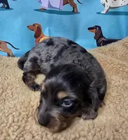 Butterfly, a female Miniature Dachshund for sale in Checotah, OK – Photo 6 of 7