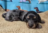 Butterfly, a female Miniature Dachshund for sale in Checotah, OK – Photo 1 of 7