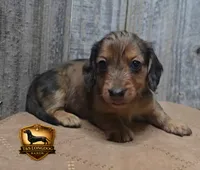 Snickers, a male Miniature Dachshund for sale in Checotah, OK – 3 of 6