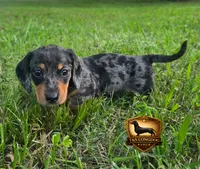 Pretty Boy Blue, a male Miniature Dachshund for sale in Checotah, OK – 2 of 4