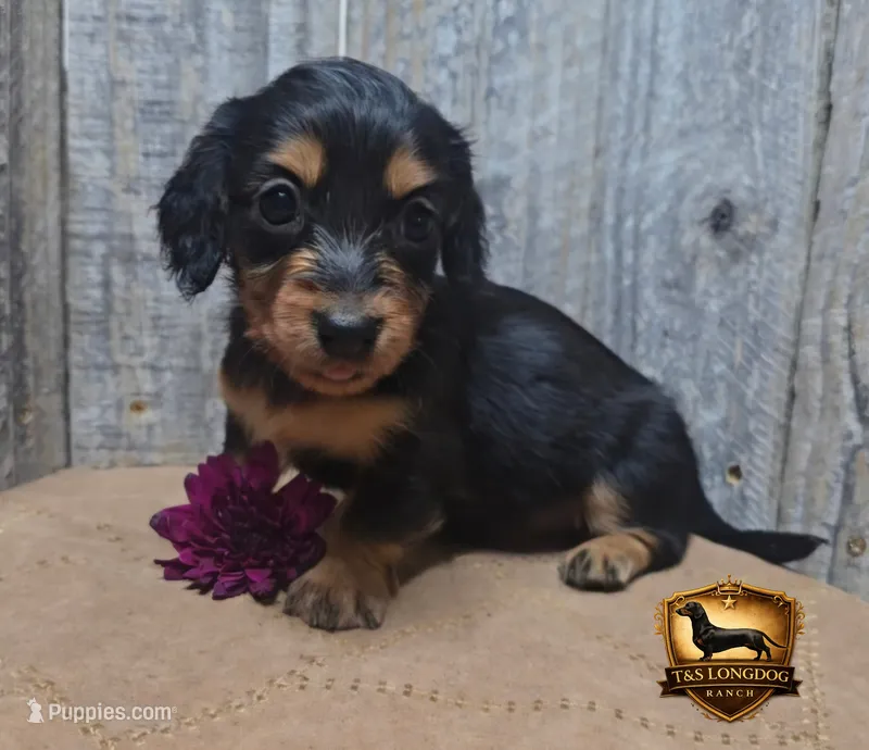 Talla – Miniature Dachshund puppy for sale in Checotah, OK