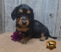 Talla, a female Miniature Dachshund for sale in Checotah, OK – 1 of 2