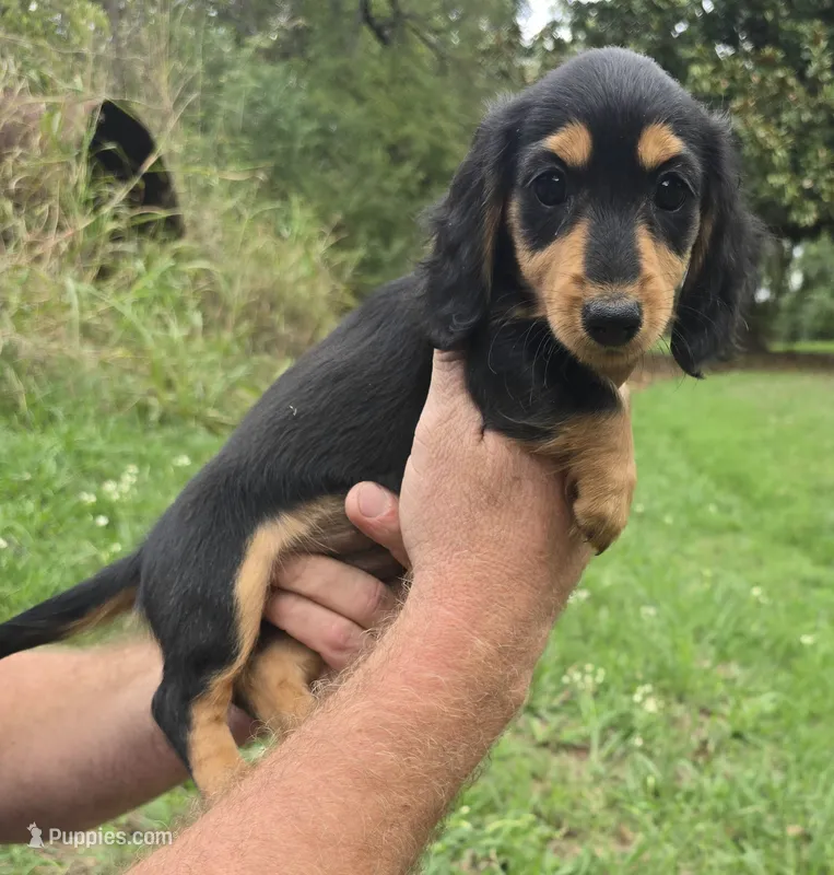 Talla – Miniature Dachshund puppy for sale in Checotah, OK