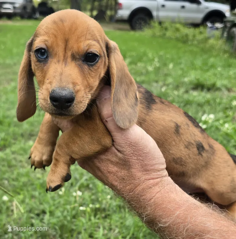 Frank – Miniature Dachshund puppy for sale in Checotah, OK