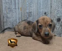 Frank, a male Miniature Dachshund for sale in Checotah, OK – 4 of 5