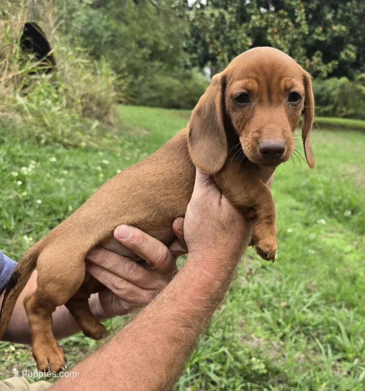 Marley – Miniature Dachshund puppy for sale in Checotah, OK
