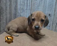 Oscar, a male Miniature Dachshund for sale in Checotah, OK – 3 of 4