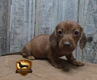 Marley, a male Miniature Dachshund for sale in Checotah, OK – 2 of 2