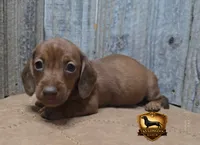 Marley, a male Miniature Dachshund for sale in Checotah, OK – 1 of 2